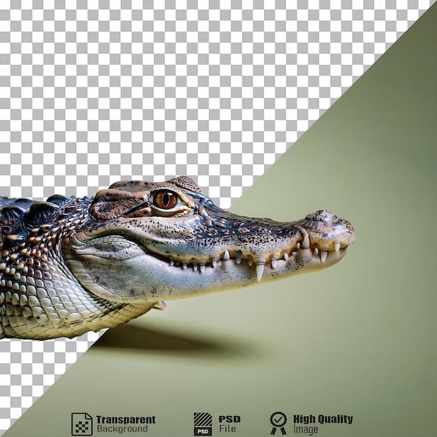 Sir Crocodile