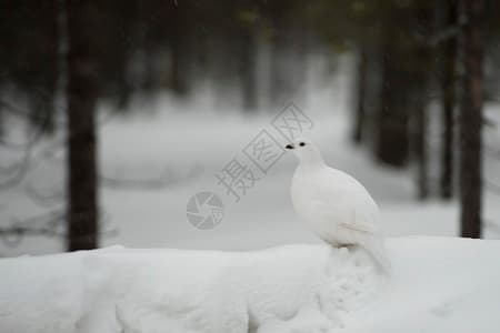 温斯顿·丘吉尔