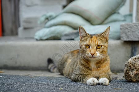 小野寺小咲(野猫)
