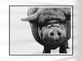 Piggy