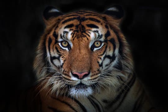 Tigger