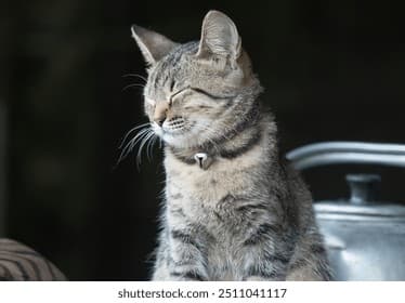 The Stay-Up-Late Cat
