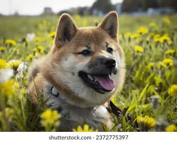 Doge, the Helpful Shibe