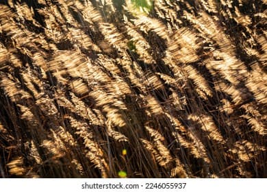 Windy Reed